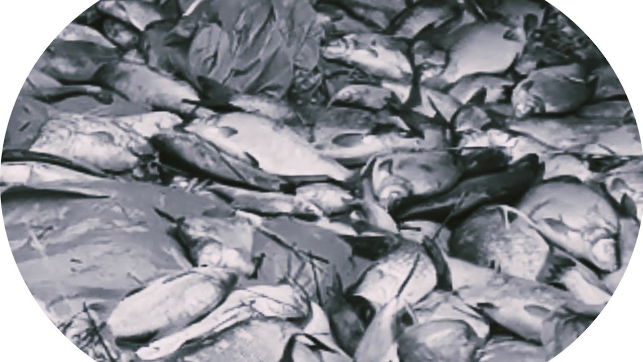 ‼️ Katastrophe auf Rügen ‼️ - Massensterben im Jasmunder Bodden - Wir waren vor Ort um zu helfen!