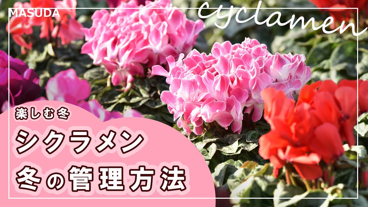 【初心者向け】冬のシクラメン完全ガイド（温度・水やり）