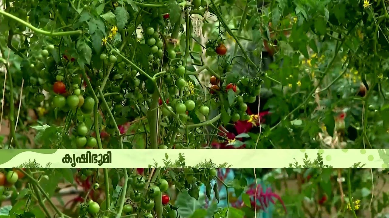 പച്ചക്കറികളില്‍ പുതിയ പരീക്ഷണങ്ങളുമായി അമ്പലവയലിലെ കാര്‍ഷിക ഗവേഷണ കേന്ദ്രം |  Krishibhoomi