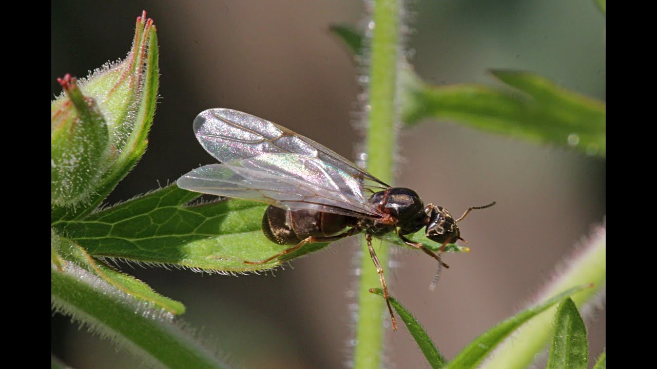Ловим хариуса на  муравья