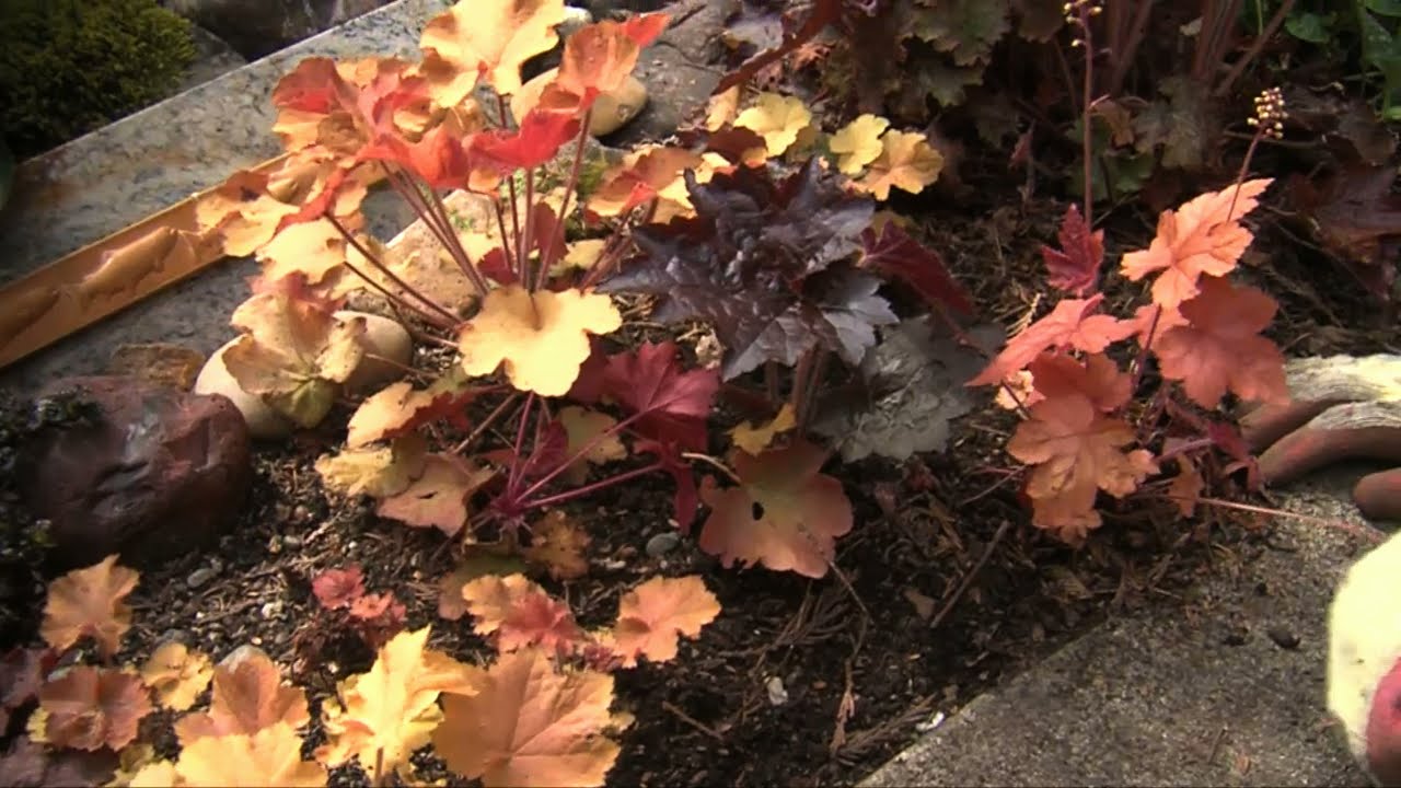 Garden Trend: Heucheras