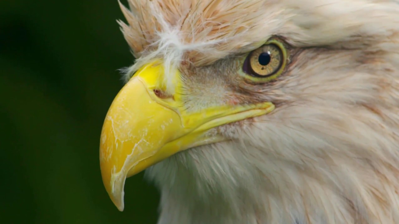 Eagles in Missouri - 