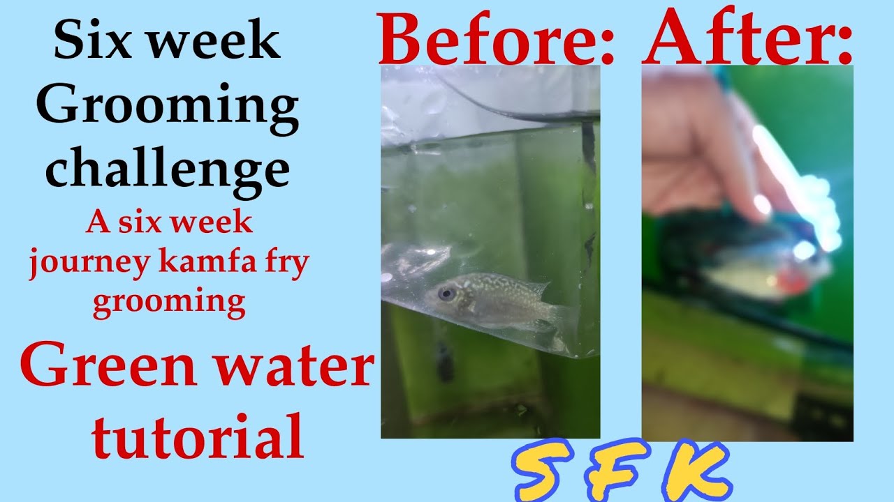 How to groom a king kamfa fry:(Secrets of the pro)🤫 SHOCKING RESULTS 😱
