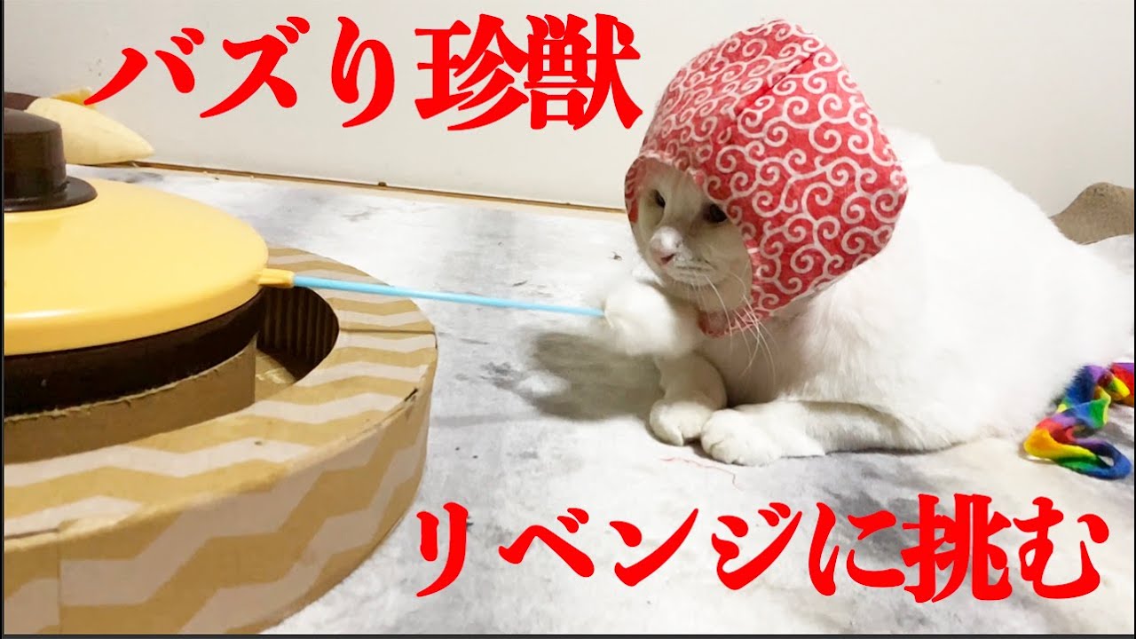 13万いいねのバズり珍鈍獣、新品おもちゃへのリベンジに挑む　The zazen cat's revenge