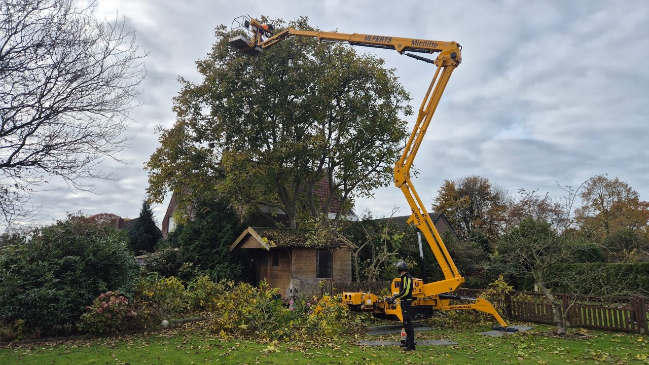 Da passt keine Arbeitsbühne rein! Riesen Walnuss Einkürzung!Ich hab keine Worte für solche Zustände!