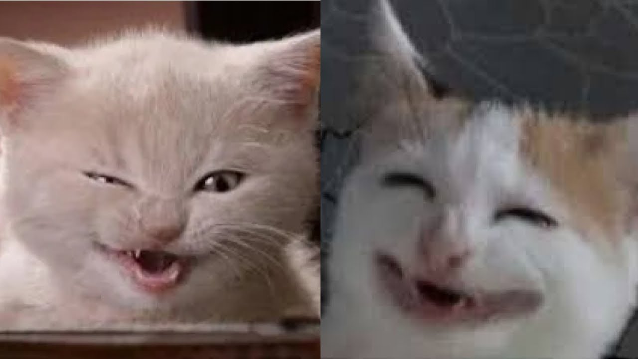 😼😂 Самые смешные моменты с котами, которые нельзя пропустить! Смех гарантирован! 😼😂