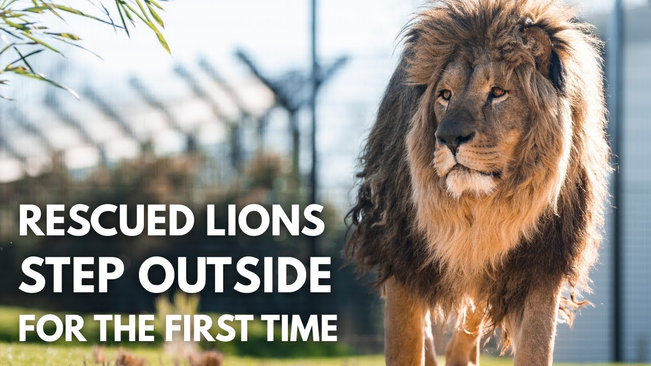 Ukrainian Rescued Lions Take Their FIRST Steps Outside | The Big Cat Sanctuary