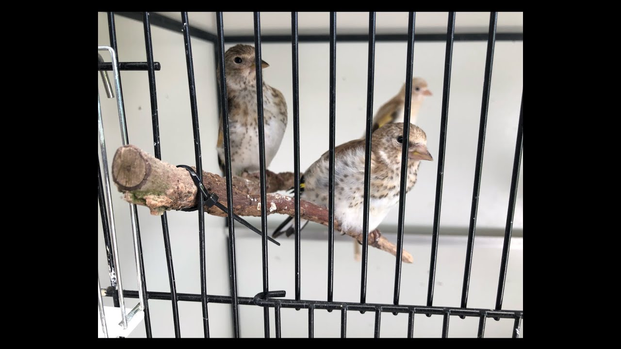 Kweek met grote distelvinken 2020 natuurbroed - élevage chardonneret major