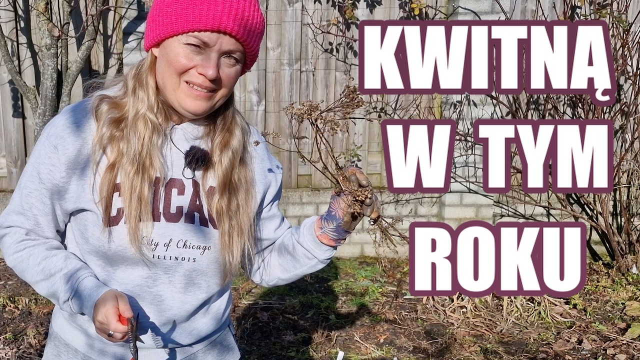 Byliny łatwe z wysiewu które zakwitną za parę miesięcy🌸🌿