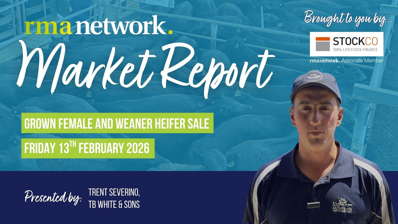 Grown Female and Weaner Heifer Sale - Friday 13th February 2026