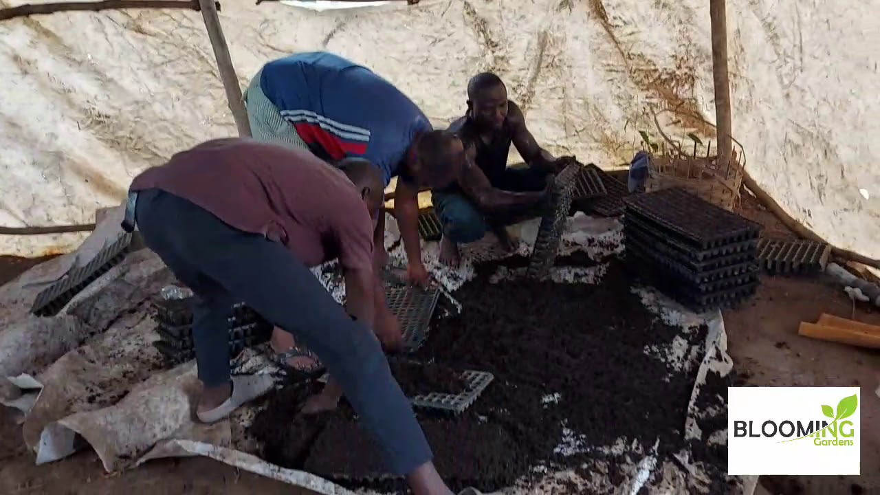 Using cocopeat with manure to raise your nursery plants.
