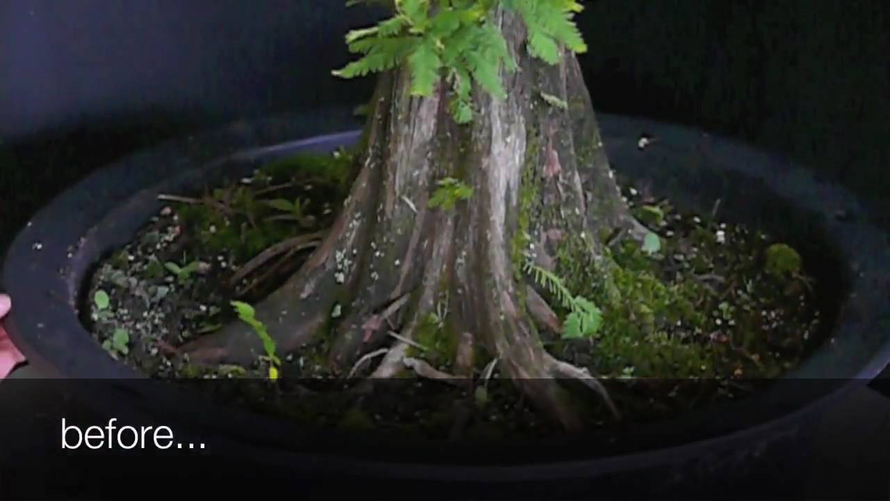 Flat-top Bald Cypress Year 2 - Part 1
