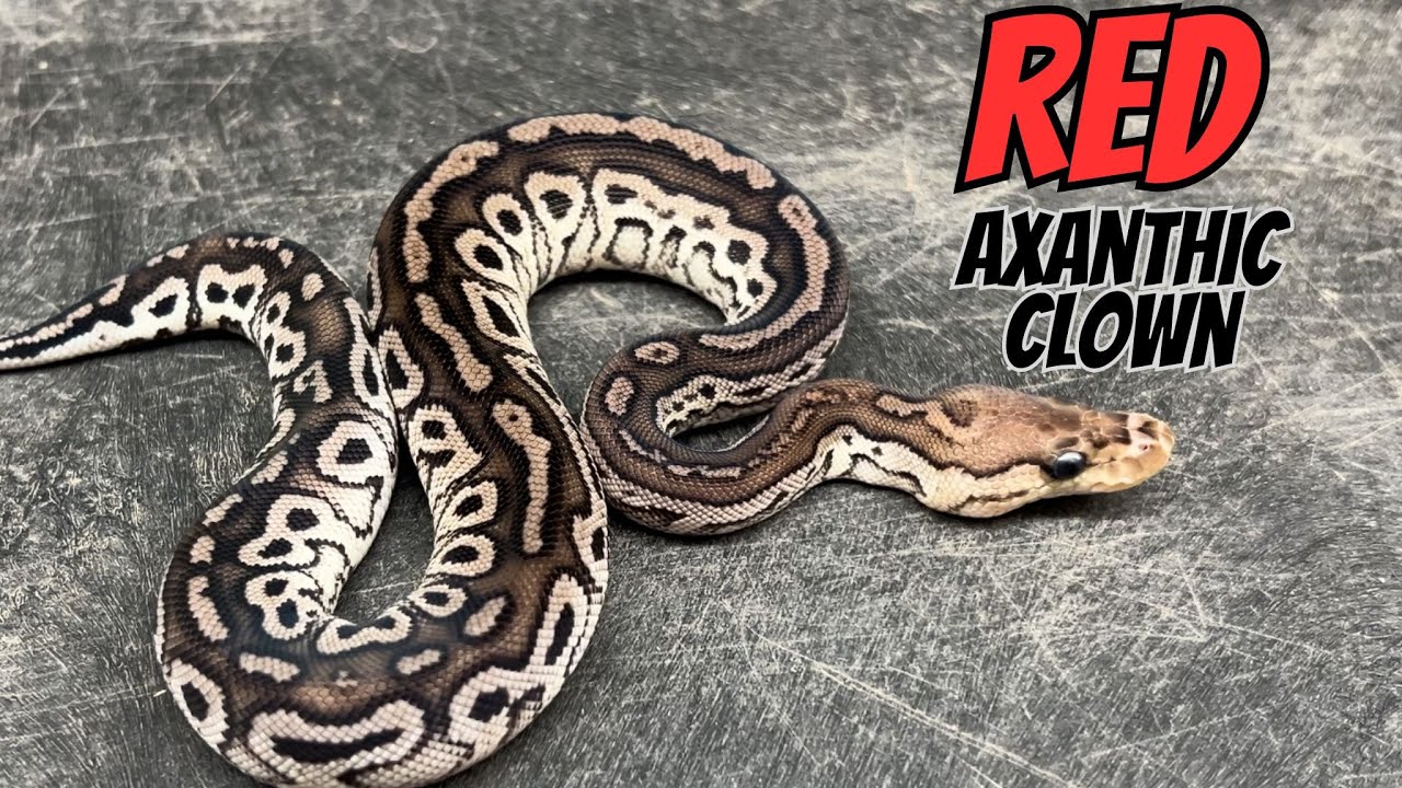 New Ingredients Unlocked for Axanthic Clowns.... But RED??
