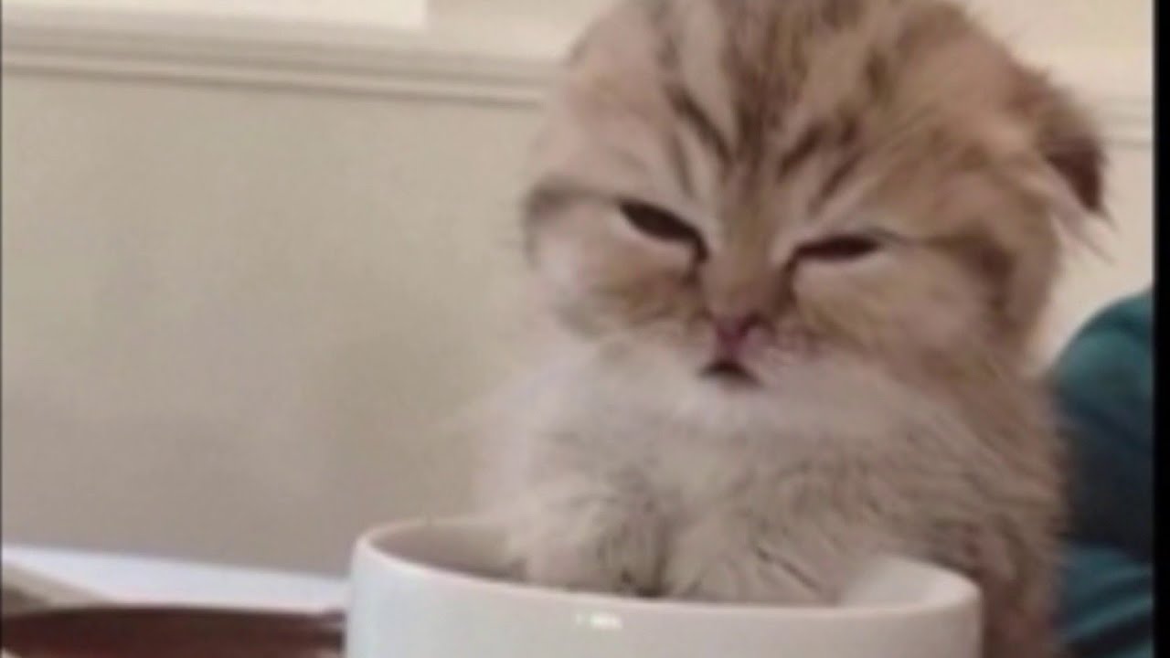 Relatable: Sleepy kitten naps on coffee mug