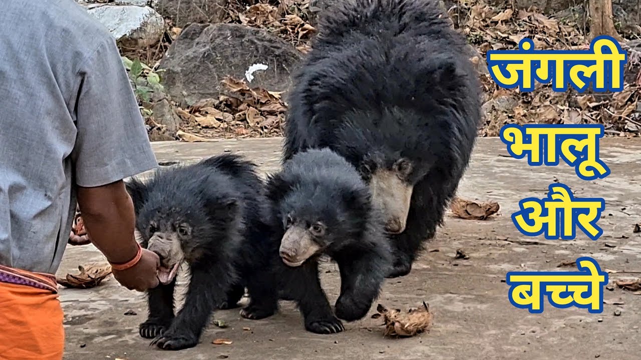 Bears and their cute cubs at Mungai Mata Mandir | Shankar Nayak