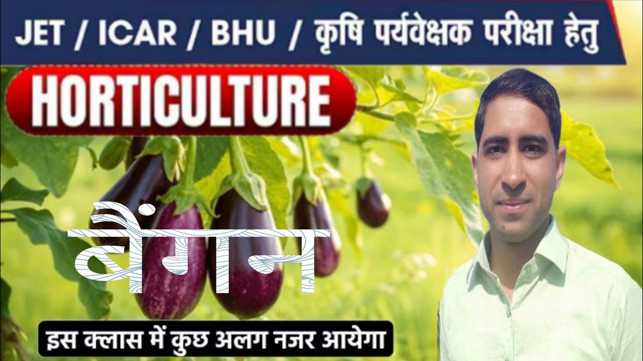 बैंगन की फसल 
