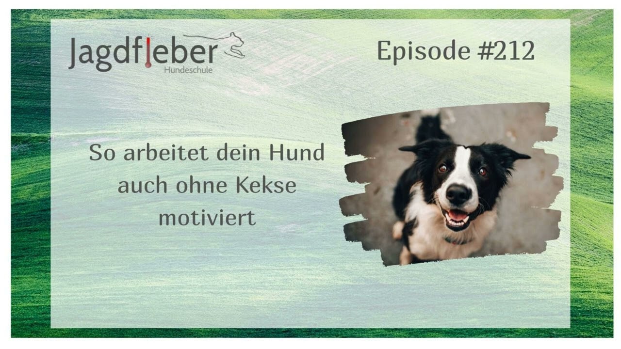 P212: So arbeitet dein Hund auch ohne Kekse motiviert