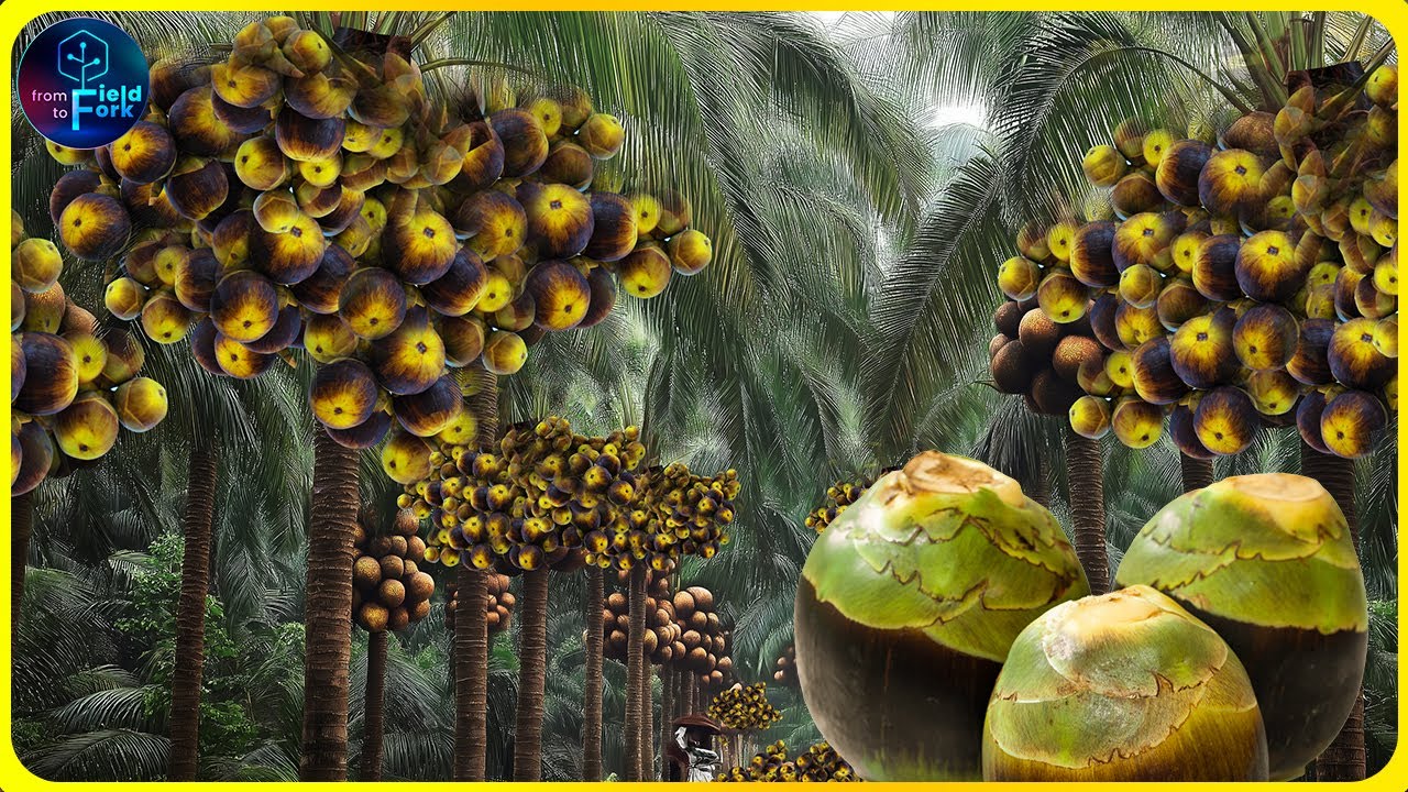 How Indian Farmers Harvest Toddy Palmyra Fruit - Palmyra Palm Jaggery | Farming Documentary