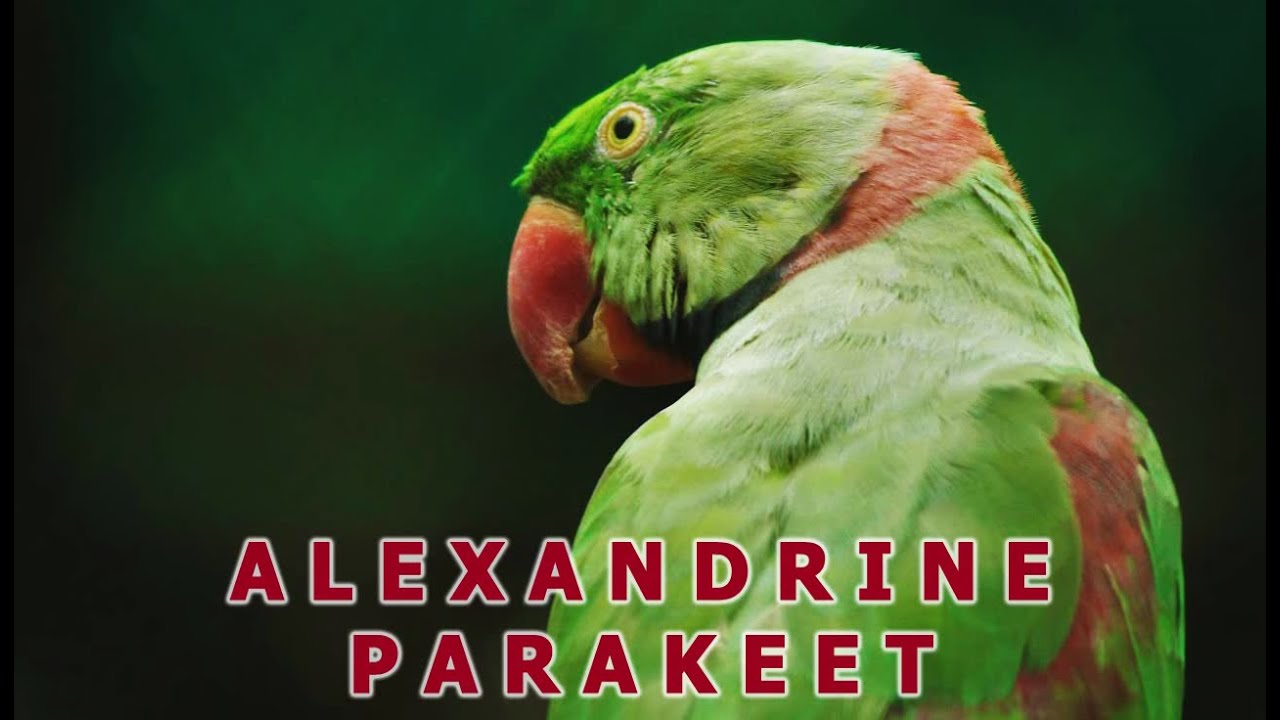 Alexandrine Parakeet