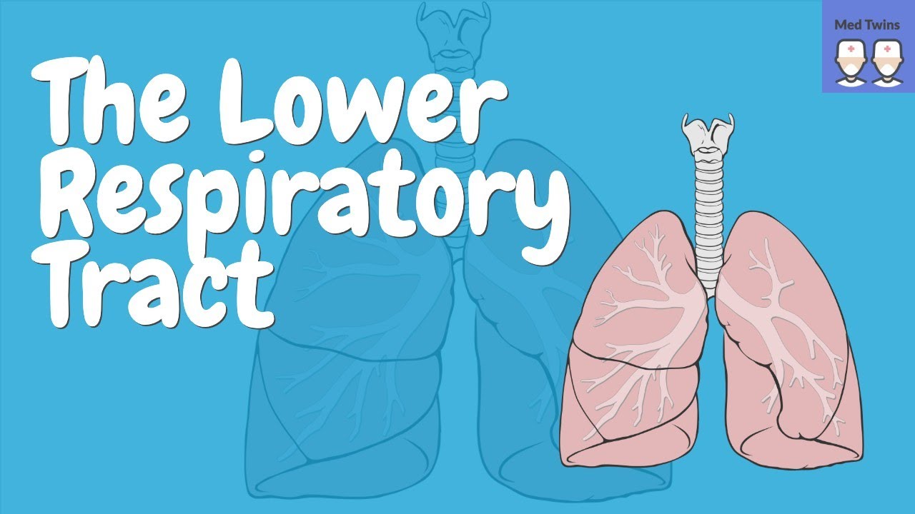 The Lower Respiratory Tract [Anatomy of Trachea, Bronchi, Bronchioles, Alveoli, Lungs]