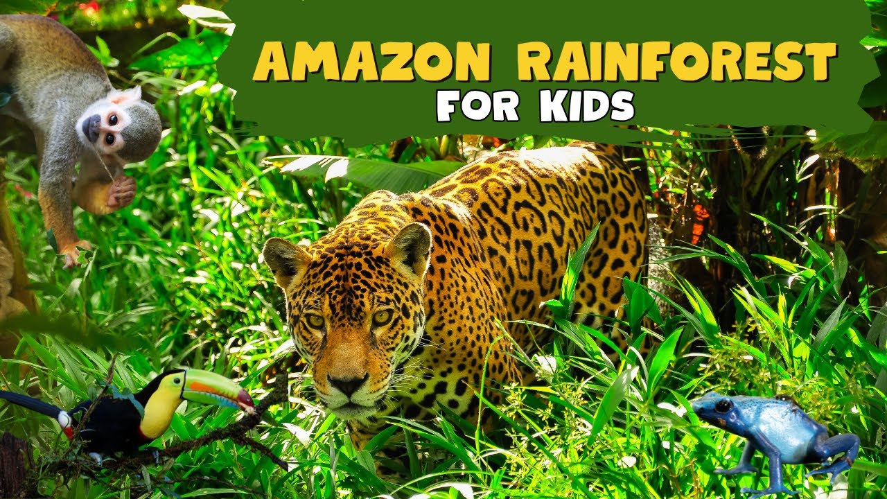 Amazon Rainforest | Meet the Wildest Creatures on Earth | Educational Video for kids