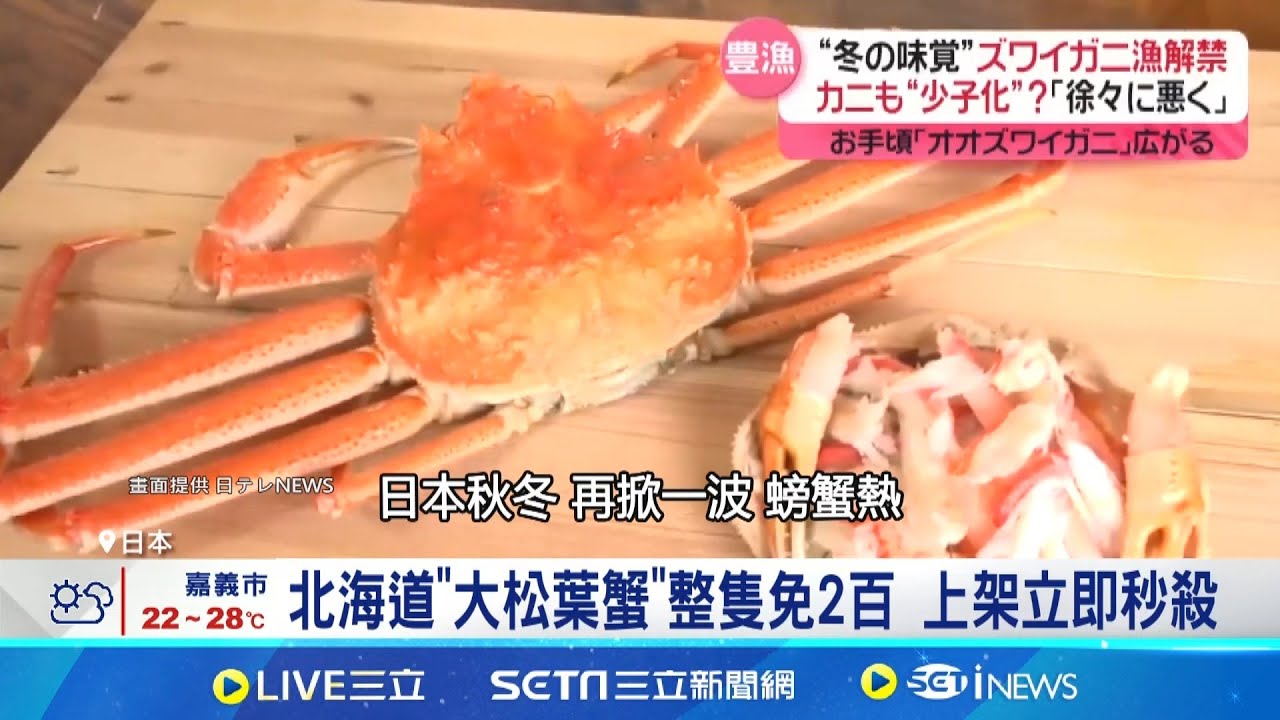 日本螃蟹季起跑! 頂級松葉蟹喜迎大豐收 松葉蟹體型變小 專家:未來3年產量恐減│記者 盧睿鋐│國際焦點20251108│三立新聞台