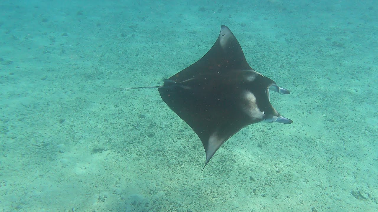 Snorkeling Kuredu Reef Malediven 2025