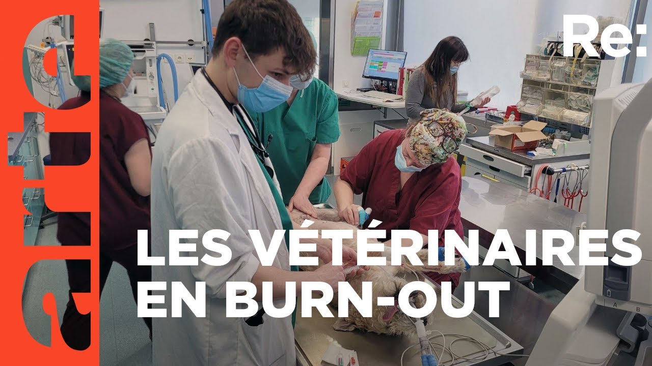 Vétérinaires : au bord du burn-out | ARTE Regards