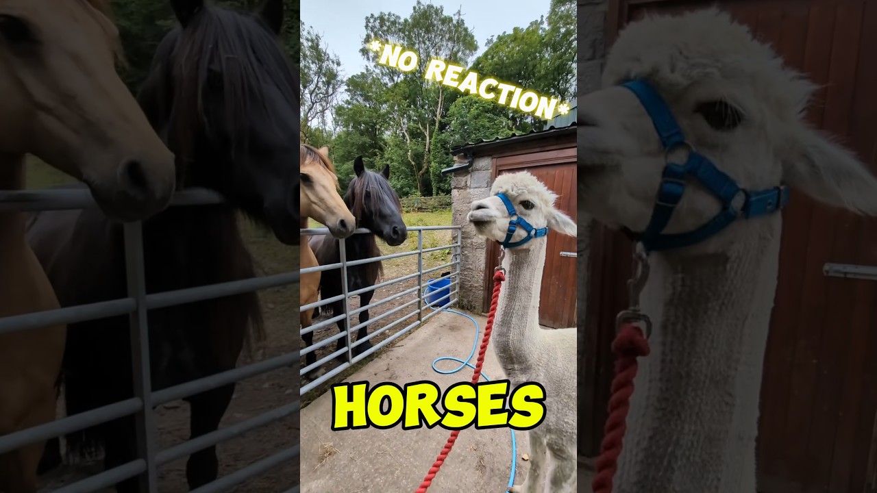 Llama SPITTING at Horses&hellip; l (@bardsea.alpacas) l #sports #llama #spit #respect #viral #reels