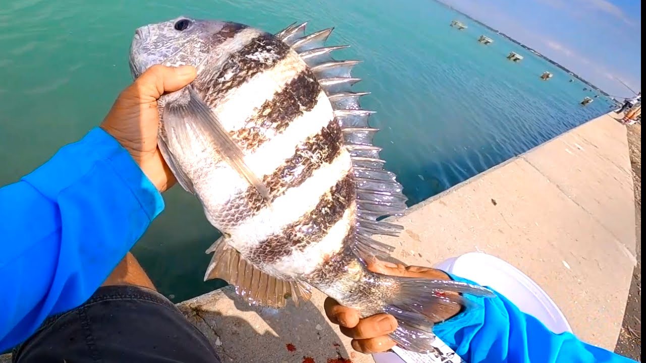 2 Hours Uncut Bank Fishing, Catching BIG Sheepshead In Florida With Live Bait (Catch n' Cook)