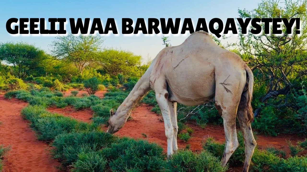 MIYIGII OO BARWAAQO KA DHACDAY QORRAX SOO BAXA IYO JAWIGA MIYIGA!