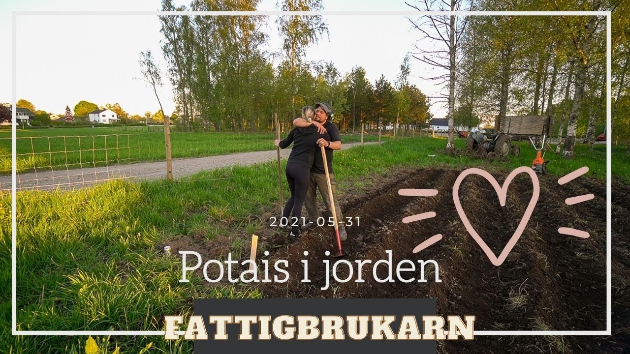 Nu sätter vi potäter!