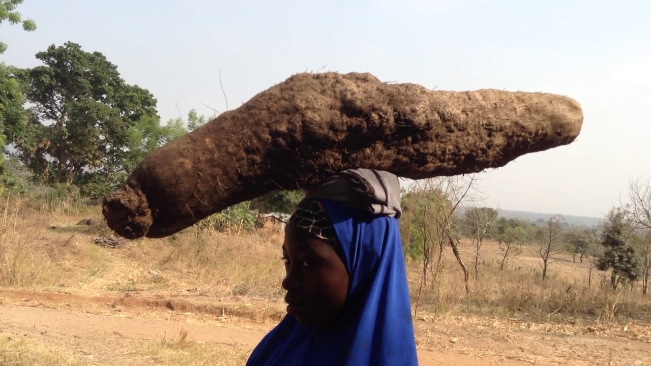 Fulani Girls carrying freshly harvested African Yams, Langa Langa Village, Nigeria