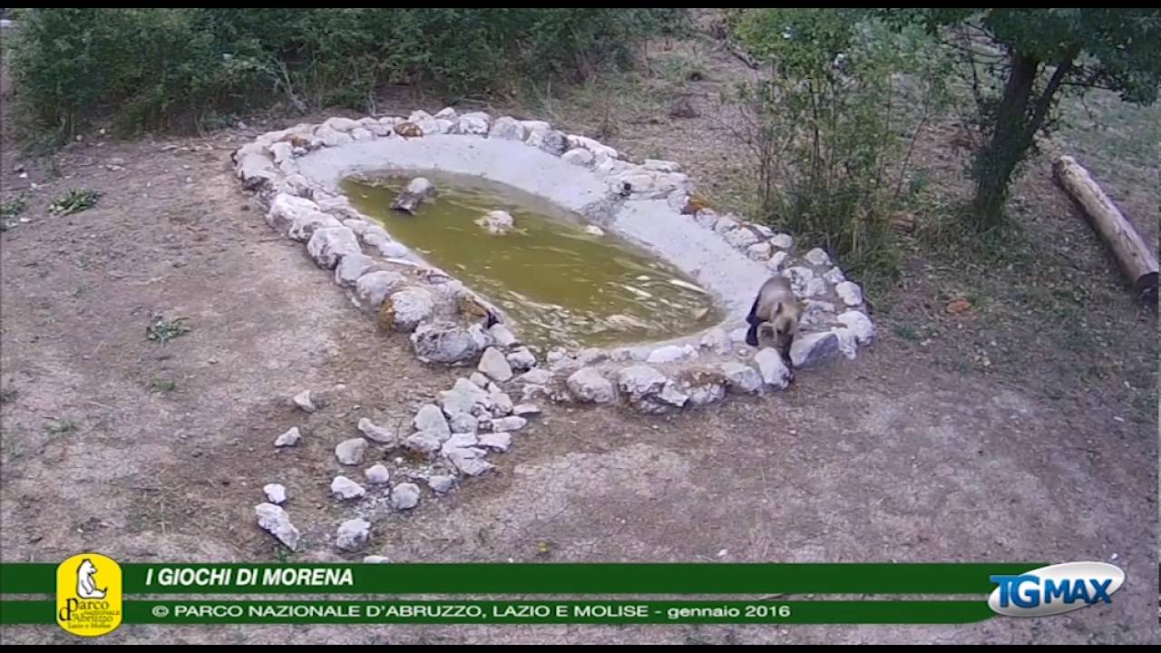 Un libro per tutelare l’orsetta Morena