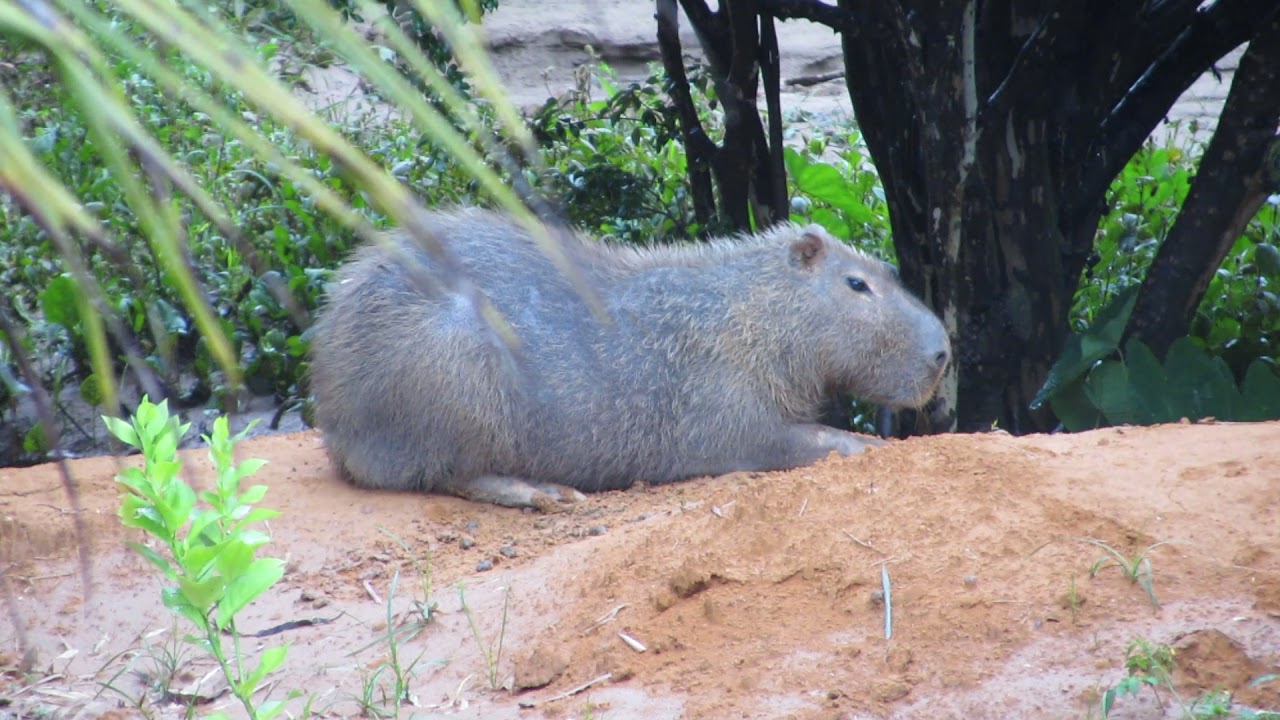 Gavião carrapateiro e Capivara