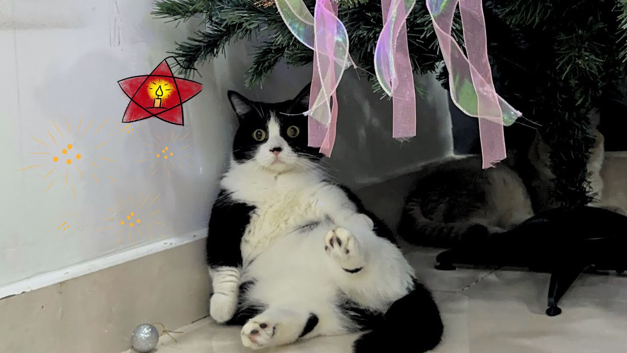 Meowisthebest - Trung Thu