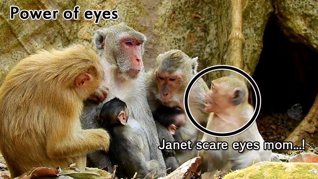 OMG! Now Jane use her eyes look to Janet, Janet extremely scare mom