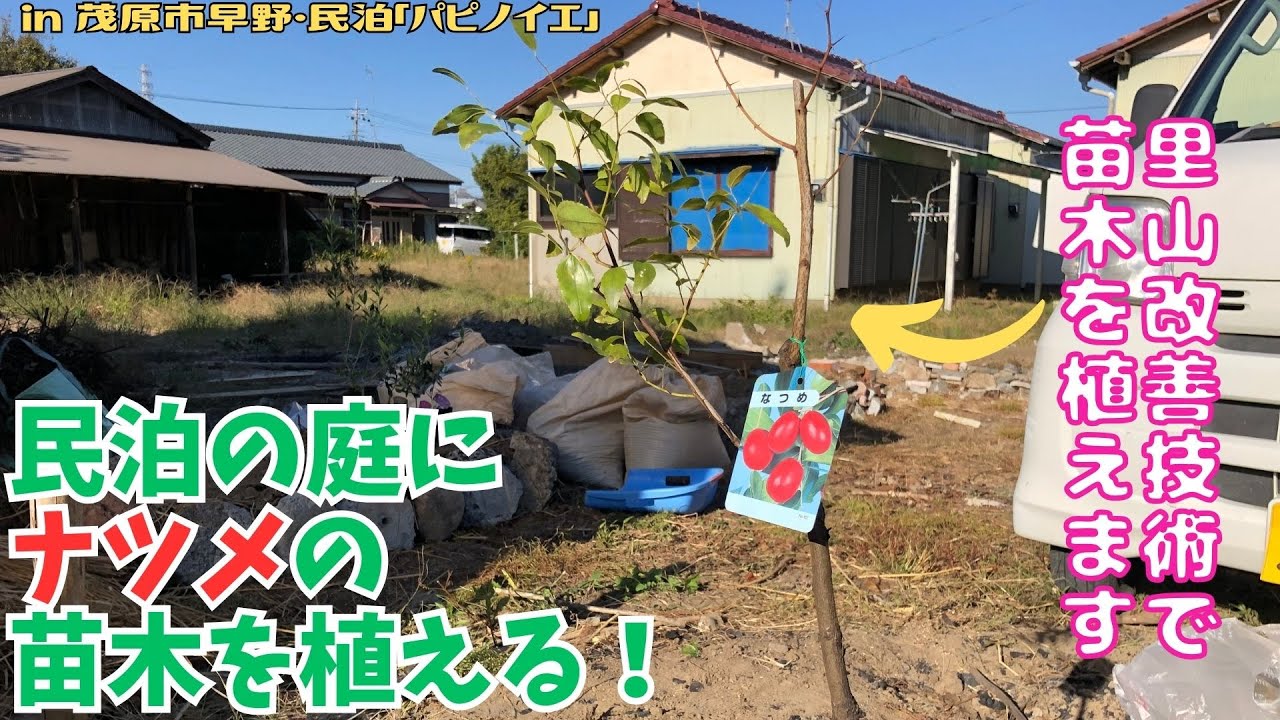 民泊の庭にナツメの苗木を植える！【里山再生・土壌改善・開拓型農業アクティビティ里山体験受付中】