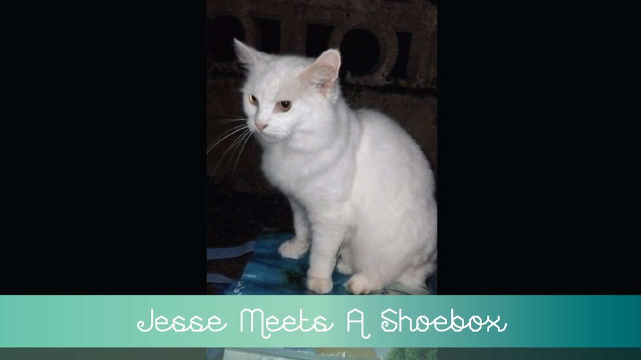 💖 Jesse Meets A Shoebox 💖