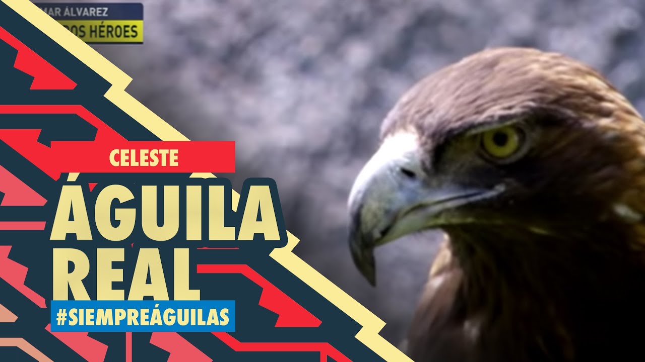 Nuestra Águila real CELESTE | Desde el Nido | Club América