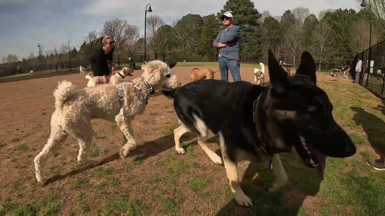 Poodle terrorizes GSD