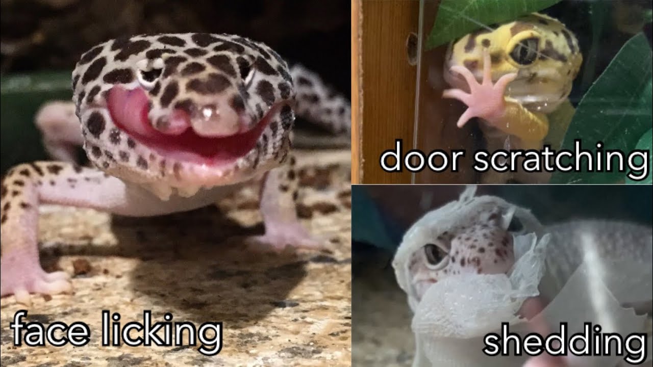 Leopard Gecko Behaviors Part 2
