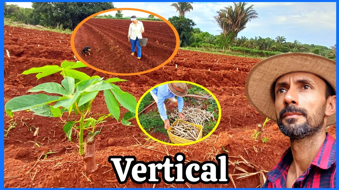 Mais um plantiu de mandioca na vertical. 