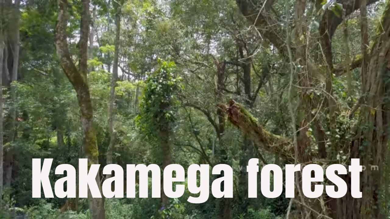 Kakamega forest / Kenya Aerial Footage