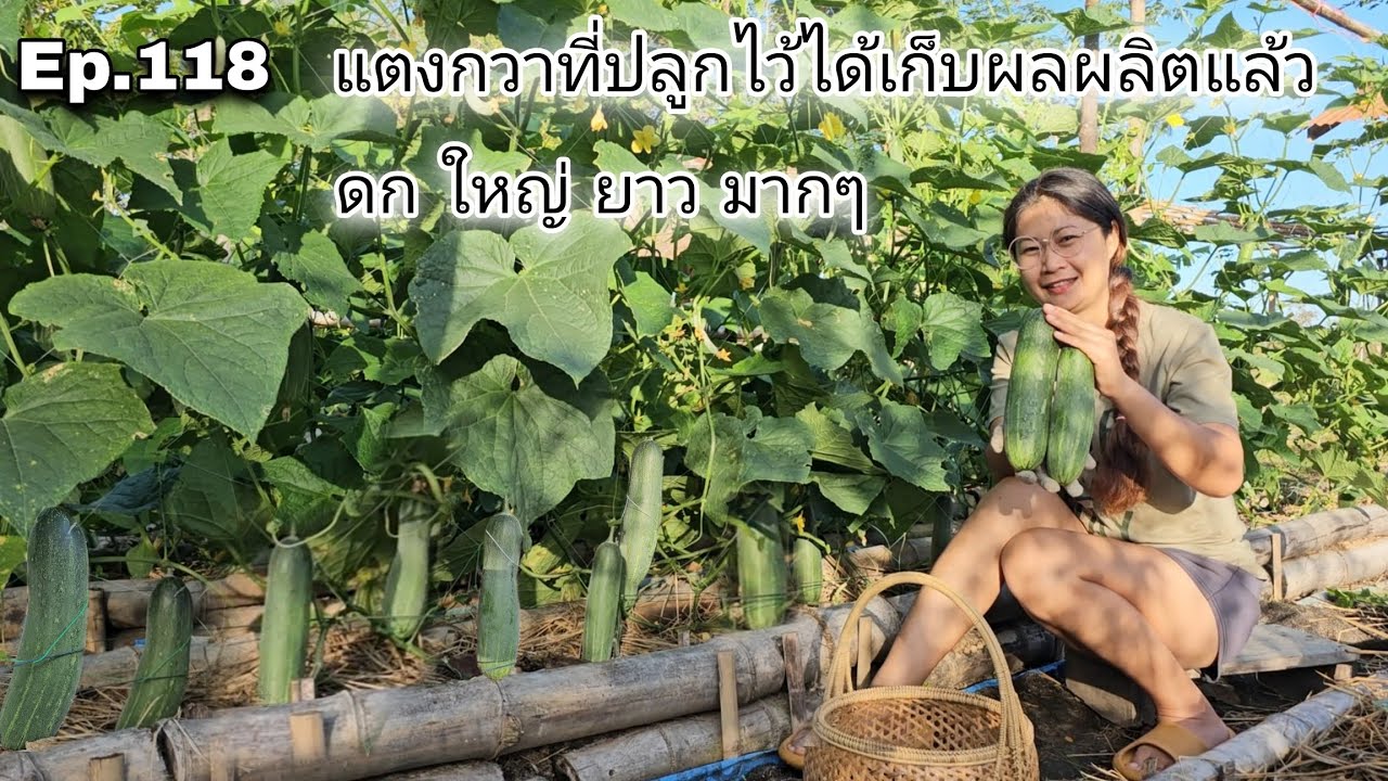 Ep.118 แตงกวาที่ปลูกไว้ได้เก็บผลผลิตแล้ว ลูกดกใหญ่ยาวมากๆ