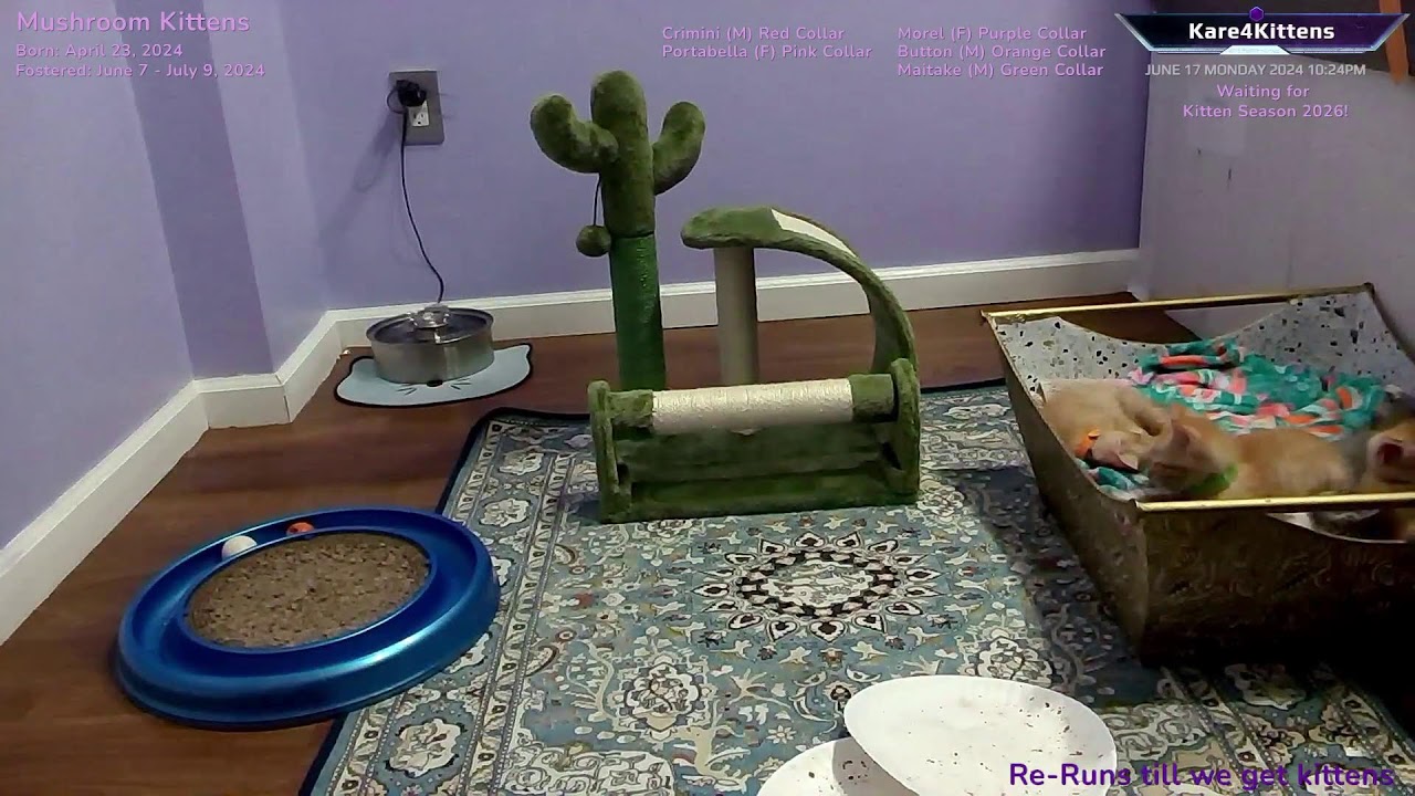 Just Kitten Around ReRuns- Relax while watching foster kittens sleep, play and grow up!