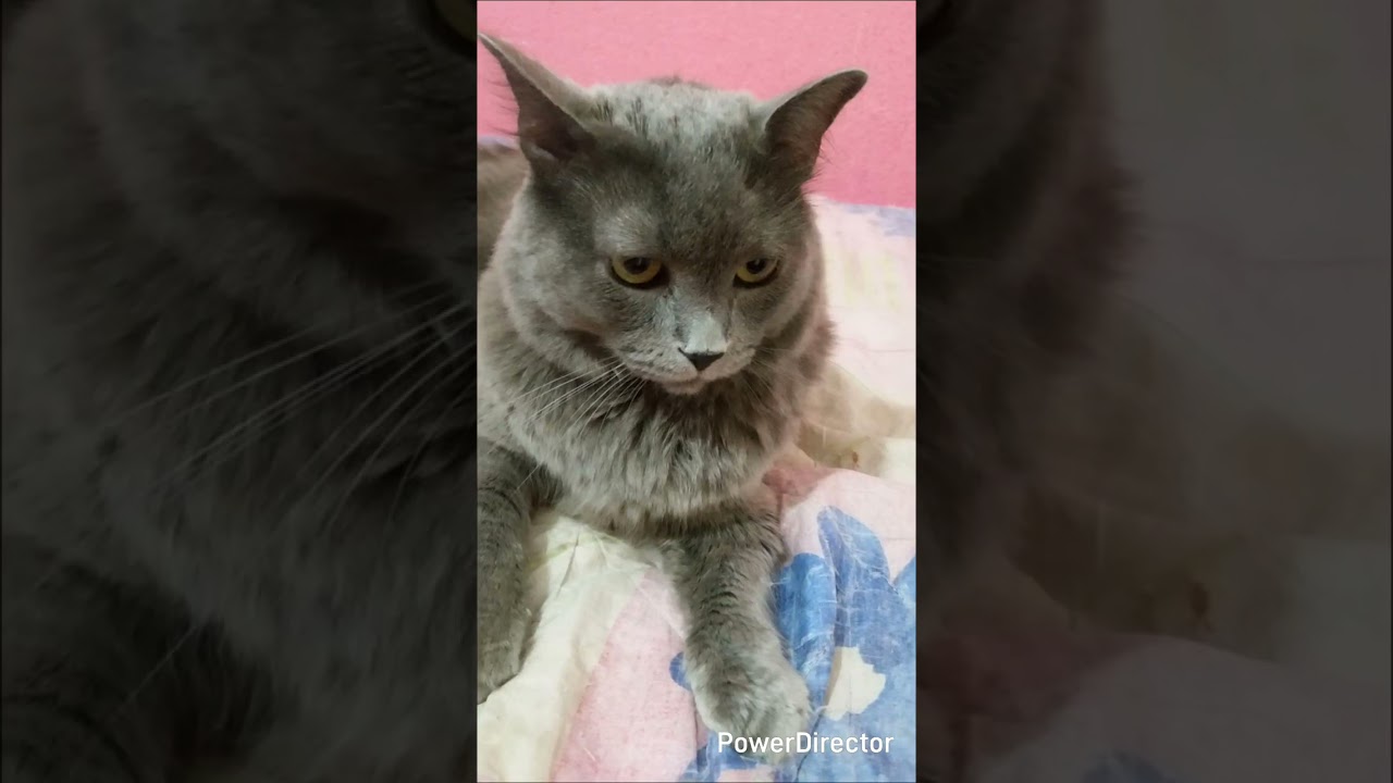 Gizmo mi angelito