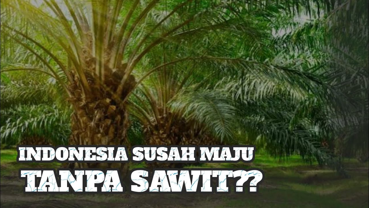 KENAPA INDONESIA SANGAT AMBISI MENANAM SAWIT⁉️