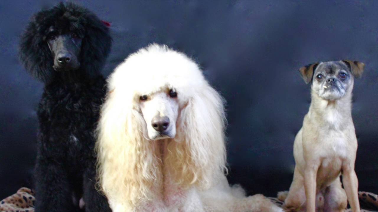 The Pet Biz