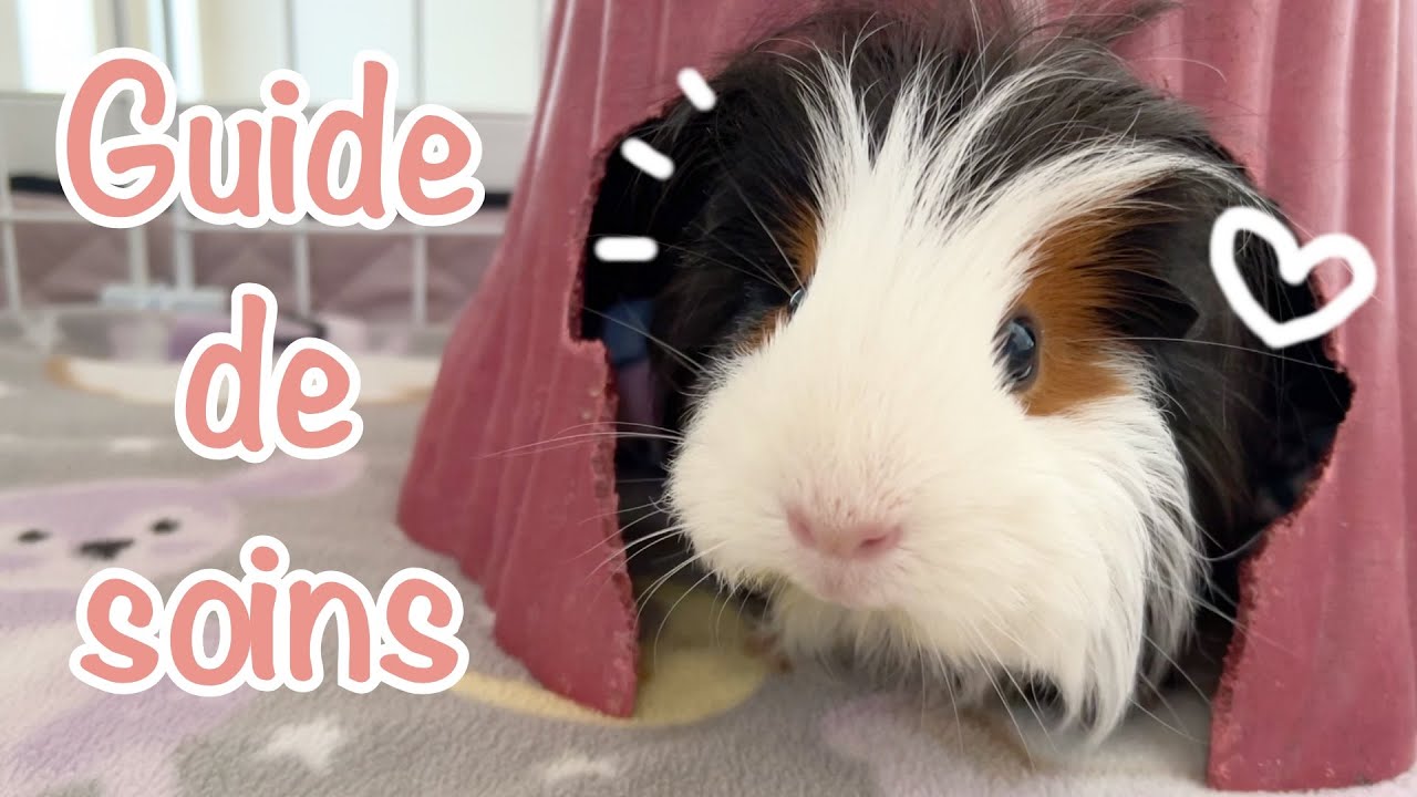 Guide de soins pour les nouveaux - Édition cochon d'Inde